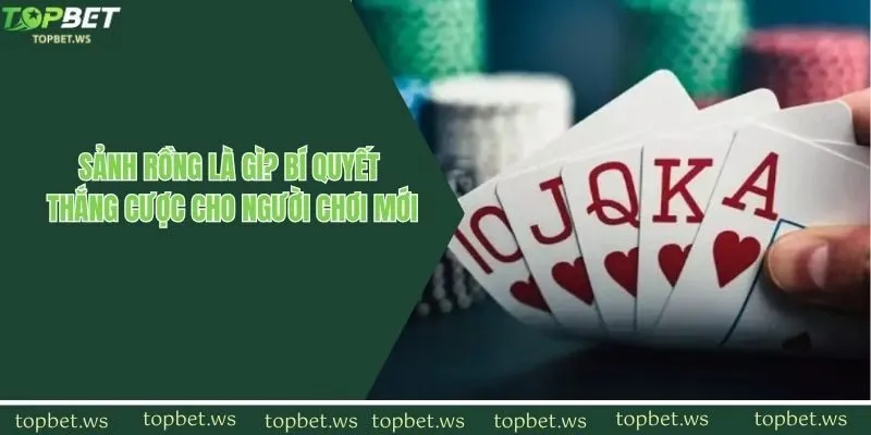 Sảnh Rồng Là Gì? Bí Quyết Thắng Cược Cho Người Chơi Mới